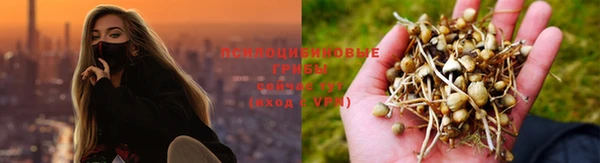 сатива Аркадак